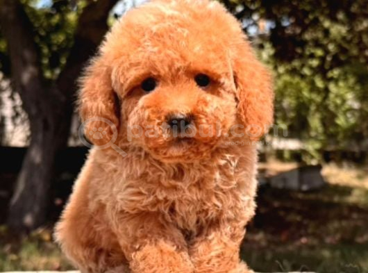 Malti̇poo Ci̇nsi̇ Yavrular Ev Üreti̇mi̇