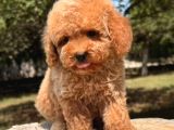 Malti̇poo Ci̇nsi̇ Yavrular Ev Üreti̇mi̇