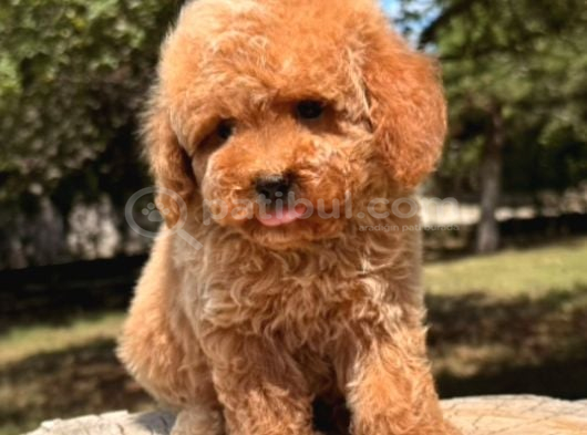 Malti̇poo Ci̇nsi̇ Yavrular Ev Üreti̇mi̇ görsel
