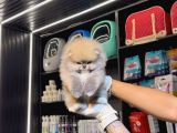 Pomerri̇an Boo Sevi̇mli̇ Yavrular