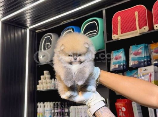 Pomerri̇an Boo Sevi̇mli̇ Yavrular görsel