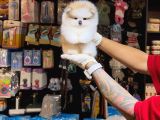 Pomerri̇an Boo Sevi̇mli̇ Yavrular