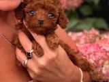 Toy Poodle Sevi̇mli̇ Yavrular Ev Üreti̇mi̇