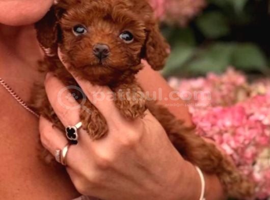Toy Poodle Sevi̇mli̇ Yavrular Ev Üreti̇mi̇ görsel