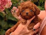 Toy Poodle Sevi̇mli̇ Yavrular Ev Üreti̇mi̇