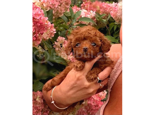 Toy Poodle Sevi̇mli̇ Yavrular Ev Üreti̇mi̇