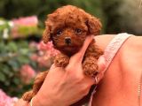 Toy Poodle Sevi̇mli̇ Yavrular Ev Üreti̇mi̇