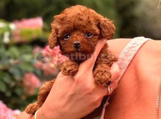 Toy Poodle Sevi̇mli̇ Yavrular Ev Üreti̇mi̇ görsel