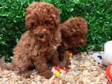 Burkemden A Kan Poodle Yavrularımız