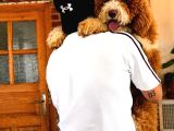 Dev Poodle Yavrusu