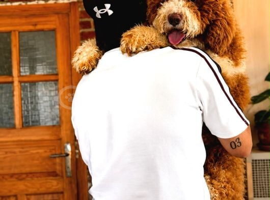 Dev Poodle Yavrusu görsel