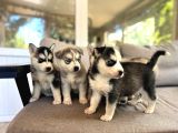 2 Aylık Fındık Husky Yavrularım