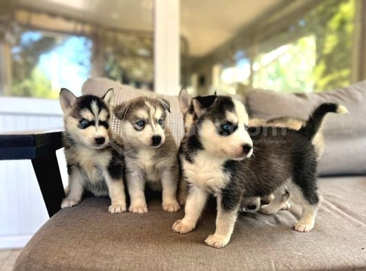 2 Aylık Fındık Husky Yavrularım görsel