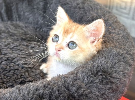 BSH-ny12 Sağlık Irk Garantili Shorthair Yavru