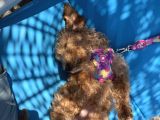 Yavru Toy Poodle Konya
