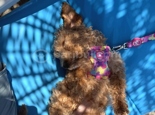 Yavru Toy Poodle Konya görsel