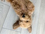 Yavru Toy Poodle Konya