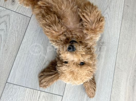 Yavru Toy Poodle Konya görsel
