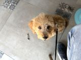 Yavru Toy Poodle Konya