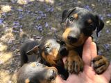 Heykel Gi̇bi̇ Doberman Yavrularimiz Mevcuttur