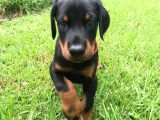 Heykel Gi̇bi̇ Doberman Yavrularimiz Mevcuttur