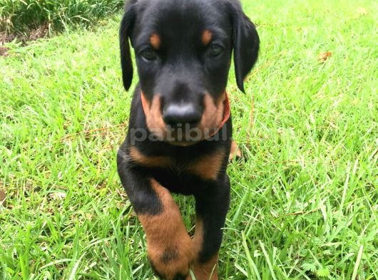 Heykel Gi̇bi̇ Doberman Yavrularimiz Mevcuttur görsel