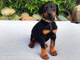 Heykel Gi̇bi̇ Doberman Yavrularimiz Mevcuttur