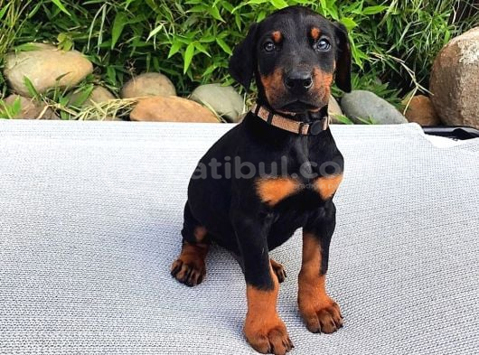 Heykel Gi̇bi̇ Doberman Yavrularimiz Mevcuttur görsel