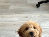 Yavru Toy Poodle Konya