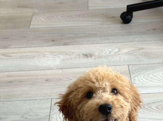 Yavru Toy Poodle Konya