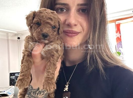 Safkan Toy Poodle Yavrularımız görsel