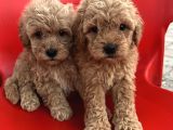 Safkan Maltipoo Yavrular tüğ dökmez koku yapmaz