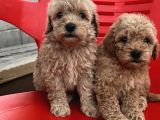 Safkan Maltipoo Yavrular Tüğ Dökmez Koku Yapmaz