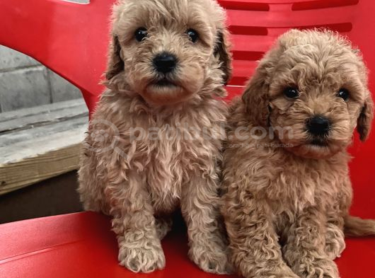 Safkan Maltipoo Yavrular Tüğ Dökmez Koku Yapmaz görsel