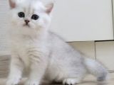 Mükemmel A Kalite Top Kafa Yavrularımız