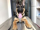 Arya Yeni Yuva Arıyor