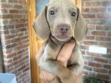 Dachshund Yavrularımız