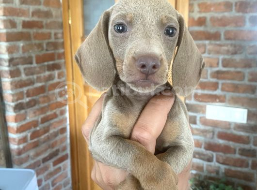 Dachshund Yavrularımız