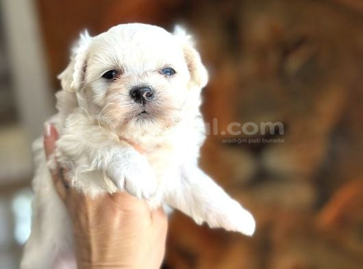 Safkan Maltese Yavrular görsel