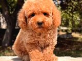 Malti̇poo Ci̇nsi̇ Yavrular Ev Üreti̇mi̇