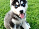 2 Aylık Fındık Husky Yavrularım