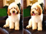 Dev Poodle Yavrusu