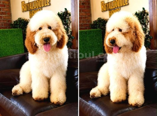 Dev Poodle Yavrusu
