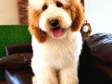 Dev Poodle Yavrusu