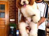 Dev Poodle Yavrusu