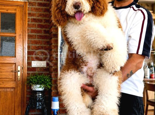 Dev Poodle Yavrusu görsel