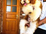 Dev Poodle Yavrusu