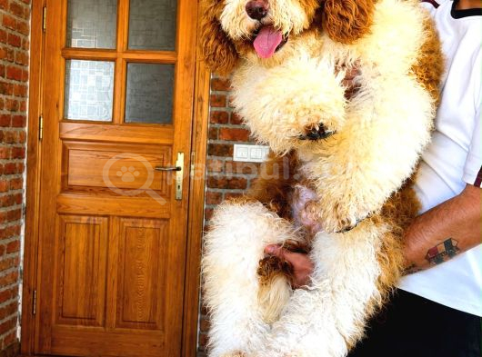 Dev Poodle Yavrusu görsel