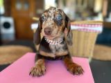 Dachshund Yavrularımız