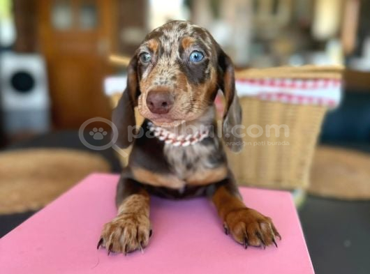Dachshund Yavrularımız görsel